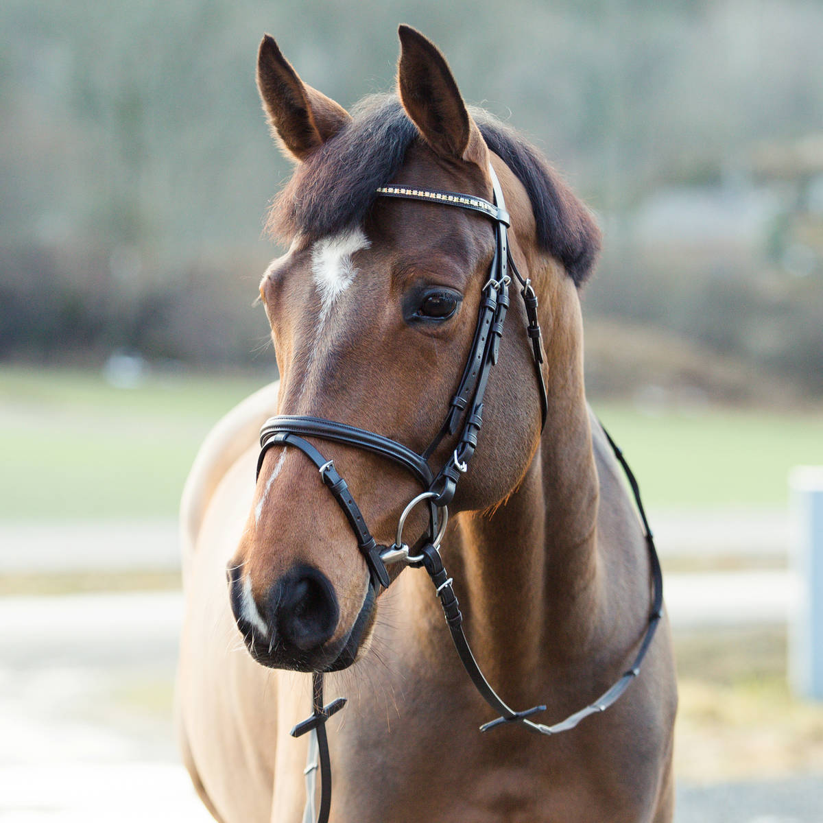 Horze Weston Flash Bridle – Horse N Pony Depot